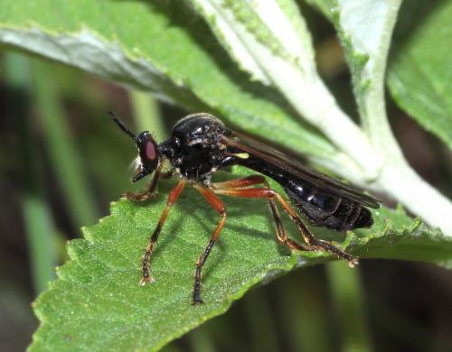 Réf. 286 388 : Dioctria cothurnata